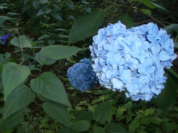 紫陽花