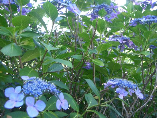 紫陽花