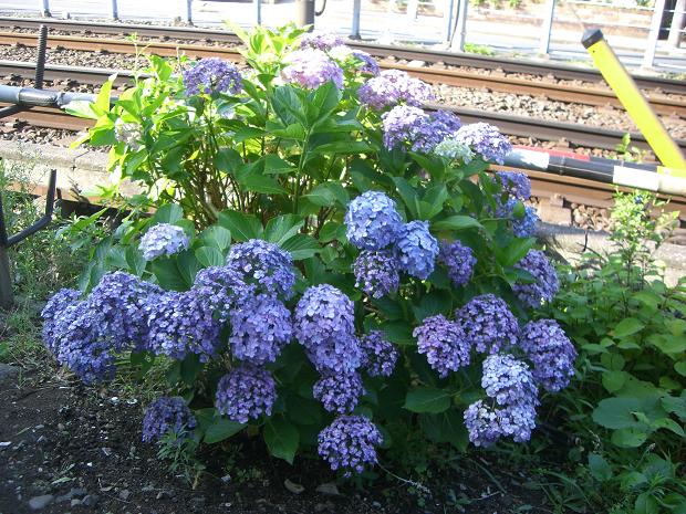 紫陽花