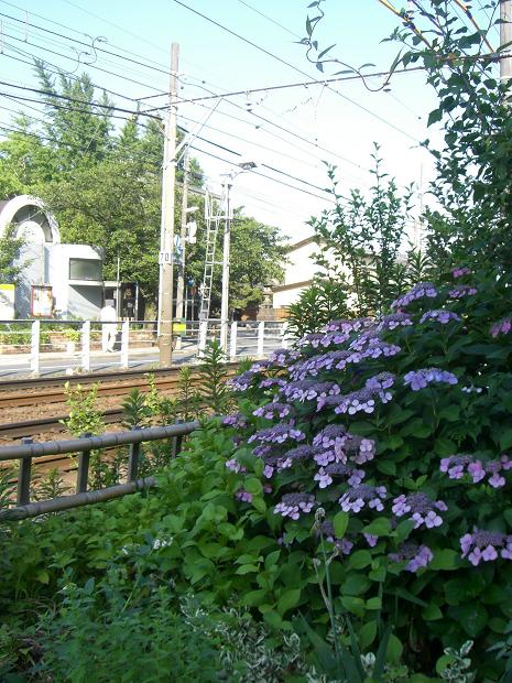 紫陽花